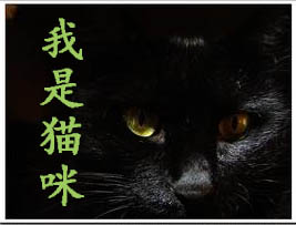 我是猫咪