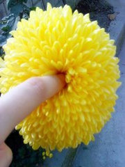 菊花被爆