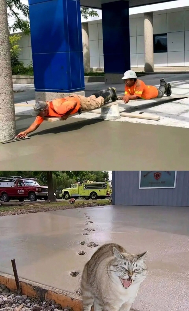 猫猫又能有什么坏心眼