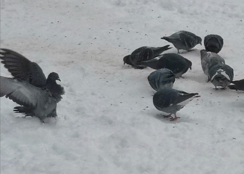 你们的王回来了