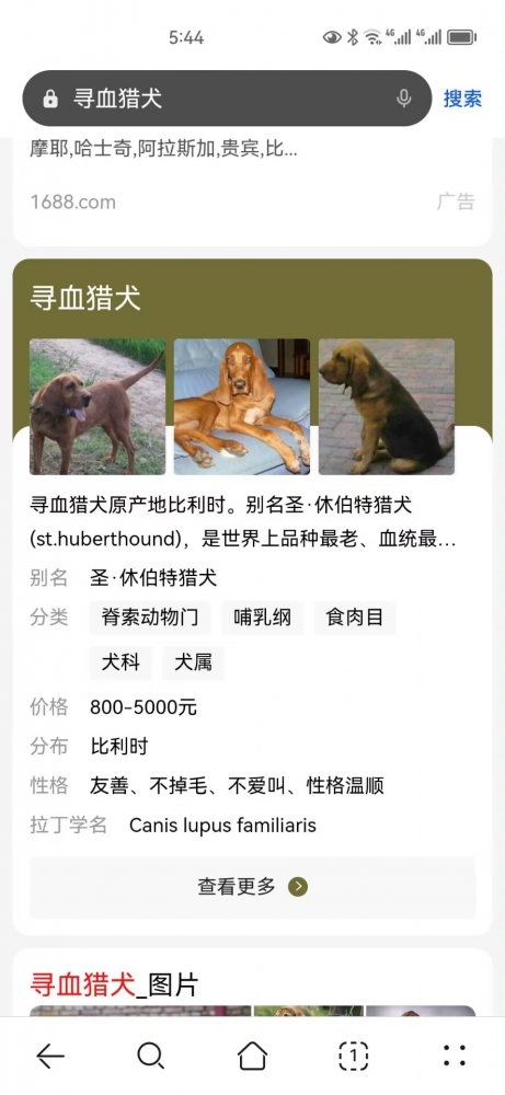 还真有寻血猎犬？