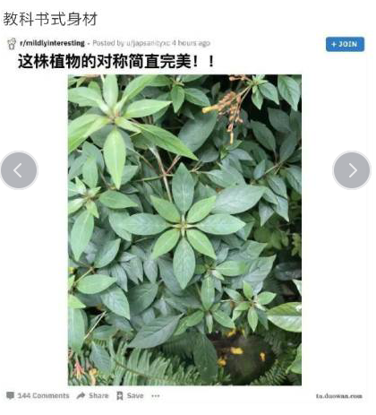 完美植物