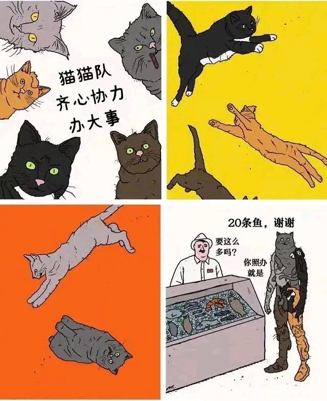 猫猫队，干大事