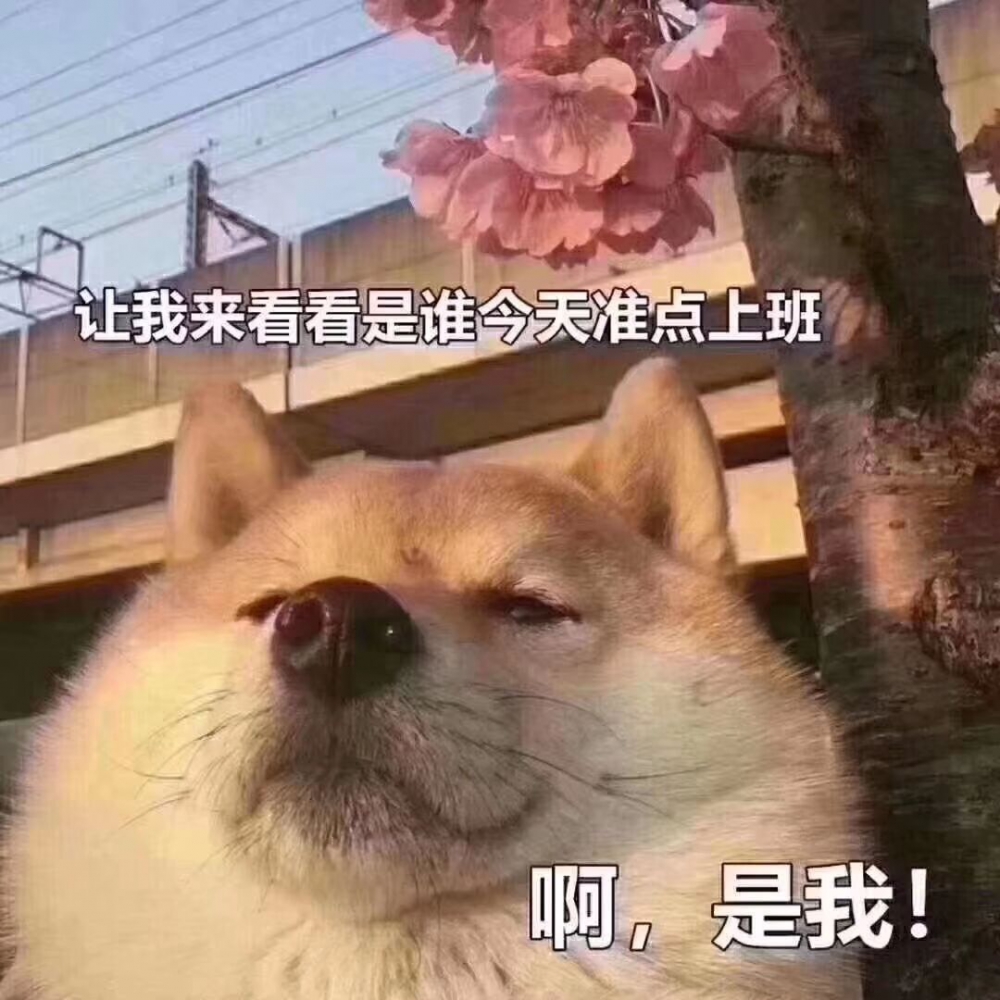 哦，是我啊