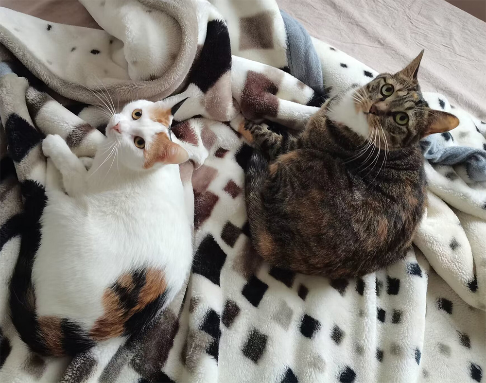 俩猫都很喜欢毛毯