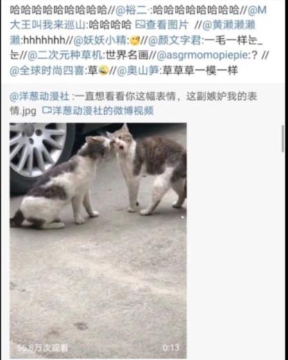 猫猫