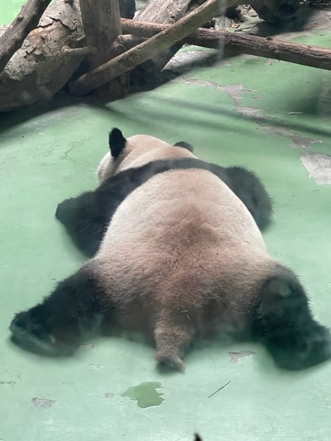 来点熊猫