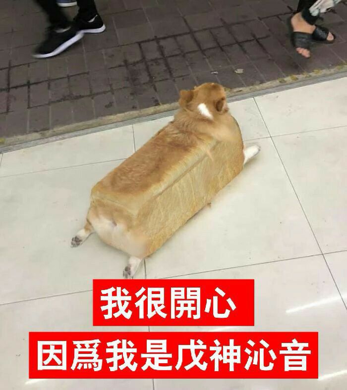 快乐狗子
