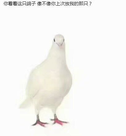 被鸽了的心情