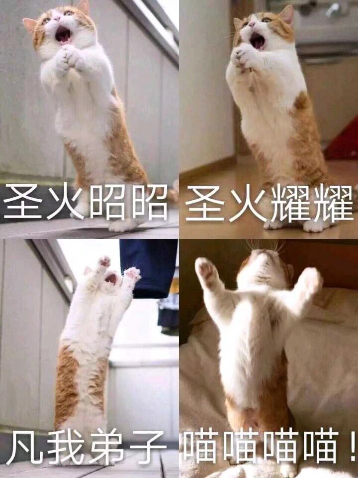 是真猫猫