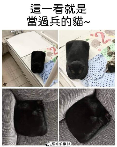 军猫