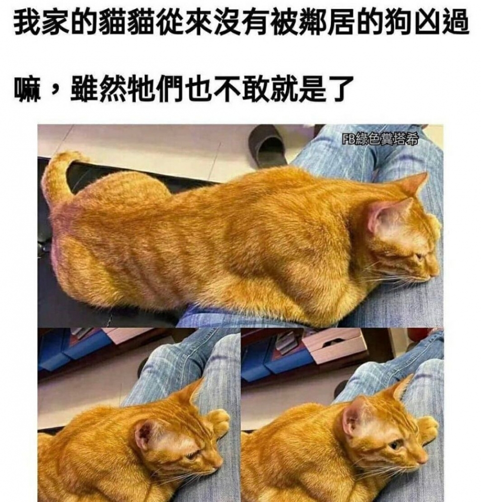 猫猫