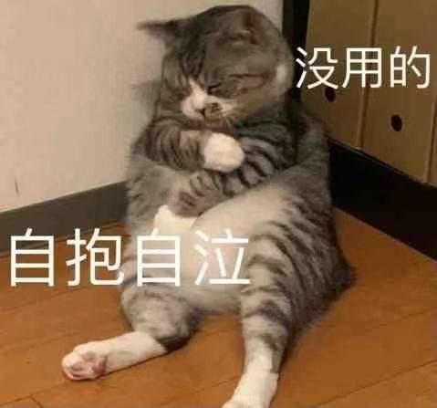 猫猫