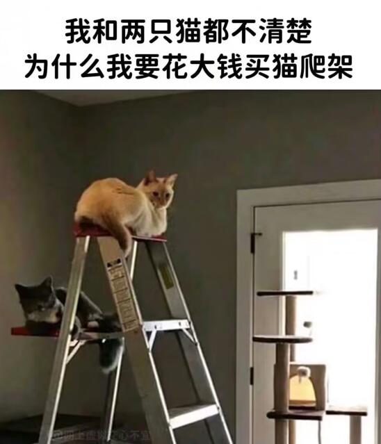 猫用人爬架，人用猫的